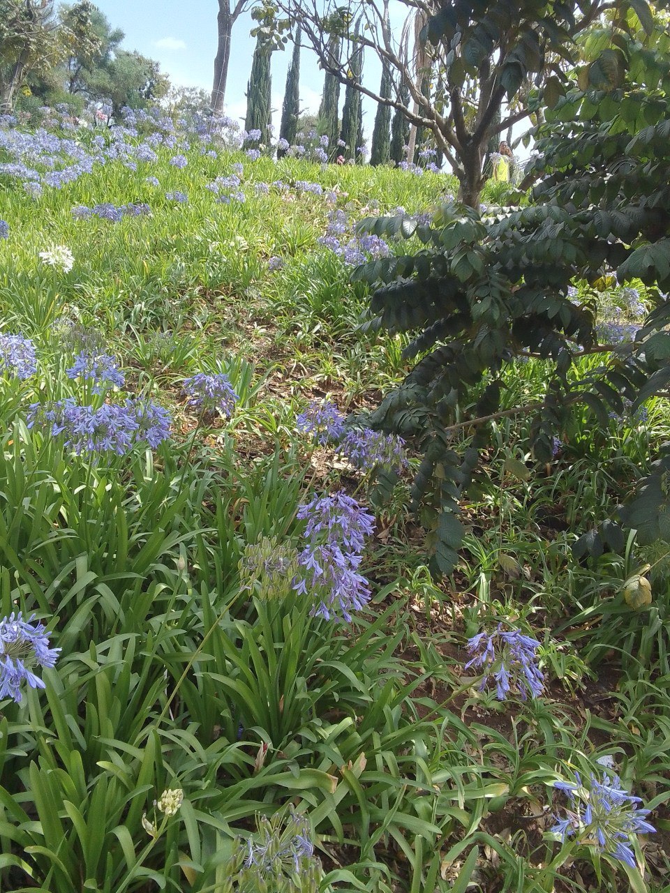 Friendship Park 2 completed landscape view